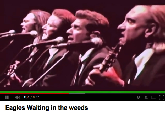 EaglesLiveWaitingWeeds.jpg